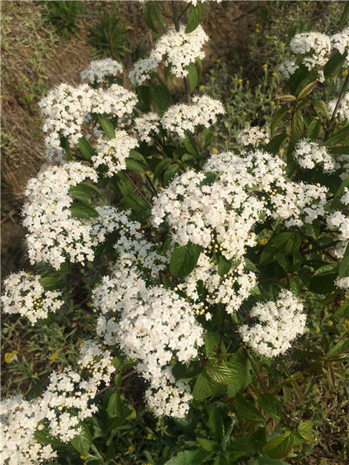 �Ř�(sh��)��ľ���o(h��)����?xi��ng)l��