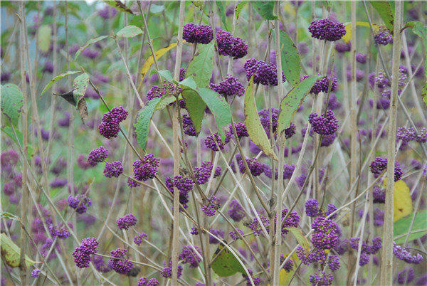 ȫ��(gu��)�G��ί�T��(hu��)�P(gu��n)���M(j��n)һ���ӏ�(qi��ng)�Ř�(sh��)��ľ���o(h��)...