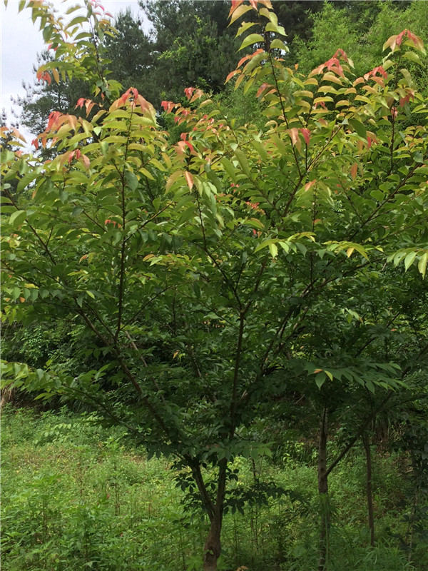 �P(gu��n)��ӡ�l(f��)�����йŘ�(sh��)��ľ���o(h��)�����k������ͨ...