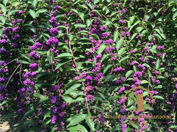 �����Ә�